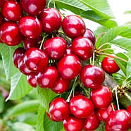 Вишня колоновидна Малютка -десертна, велика, зимостійка, фото 3