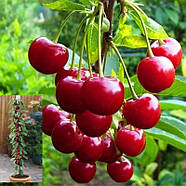 Вишня Малютка - рання, великоплідна, високоврожайна, фото 2