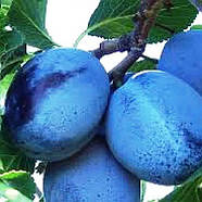 Слива Топ Гігант - осіння, морозостійка, великоплідна, фото 2