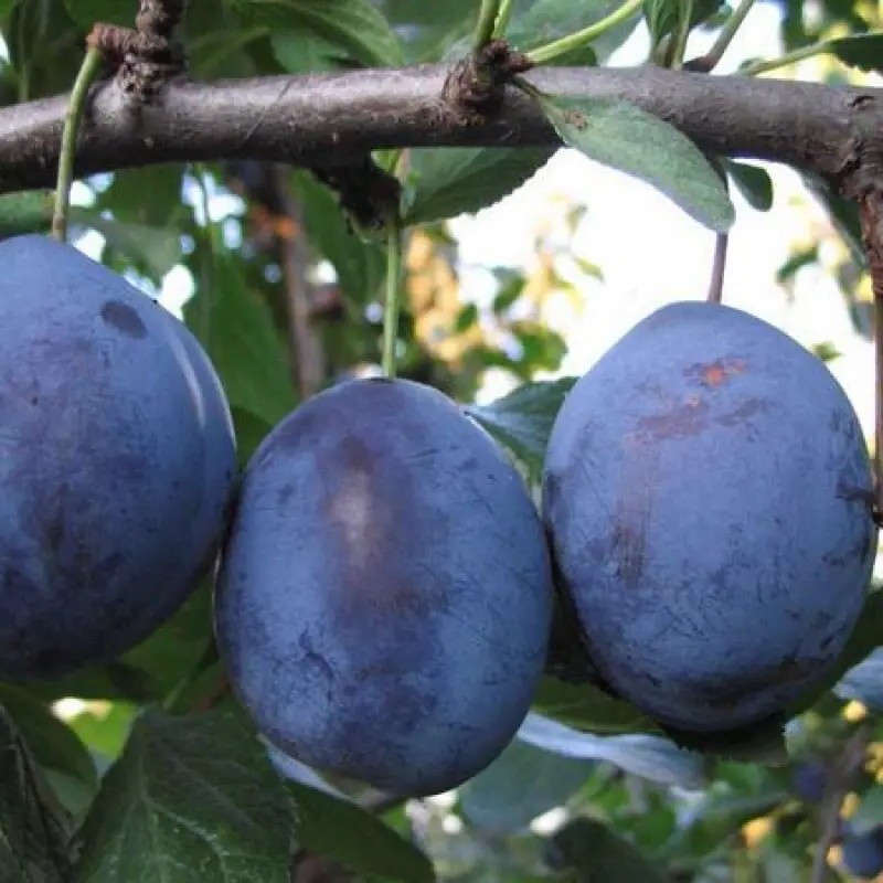 Слива Топ Гігант - осіння, морозостійка, великоплідна, фото 1