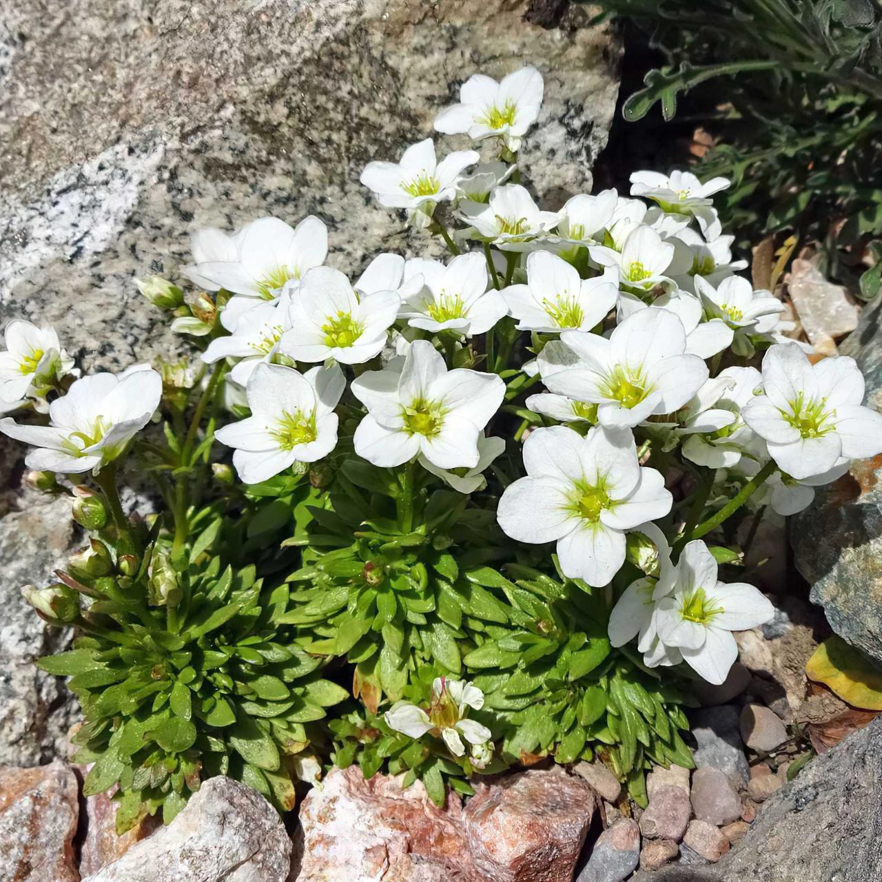Саджанці Ломикаменя Арендса біла (Saxifraga Arendsii) Р9, фото 1