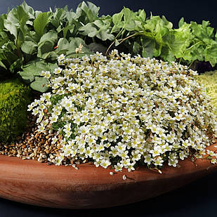 Саджанці Ломикаменя Арендса біла Вайт Пікс (Saxifraga Arendsii White Pixie) Р9