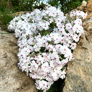 Саджанці Флокса шилоподібного Емейзін Грейс (Phlox subulata Amazing Grace) P9