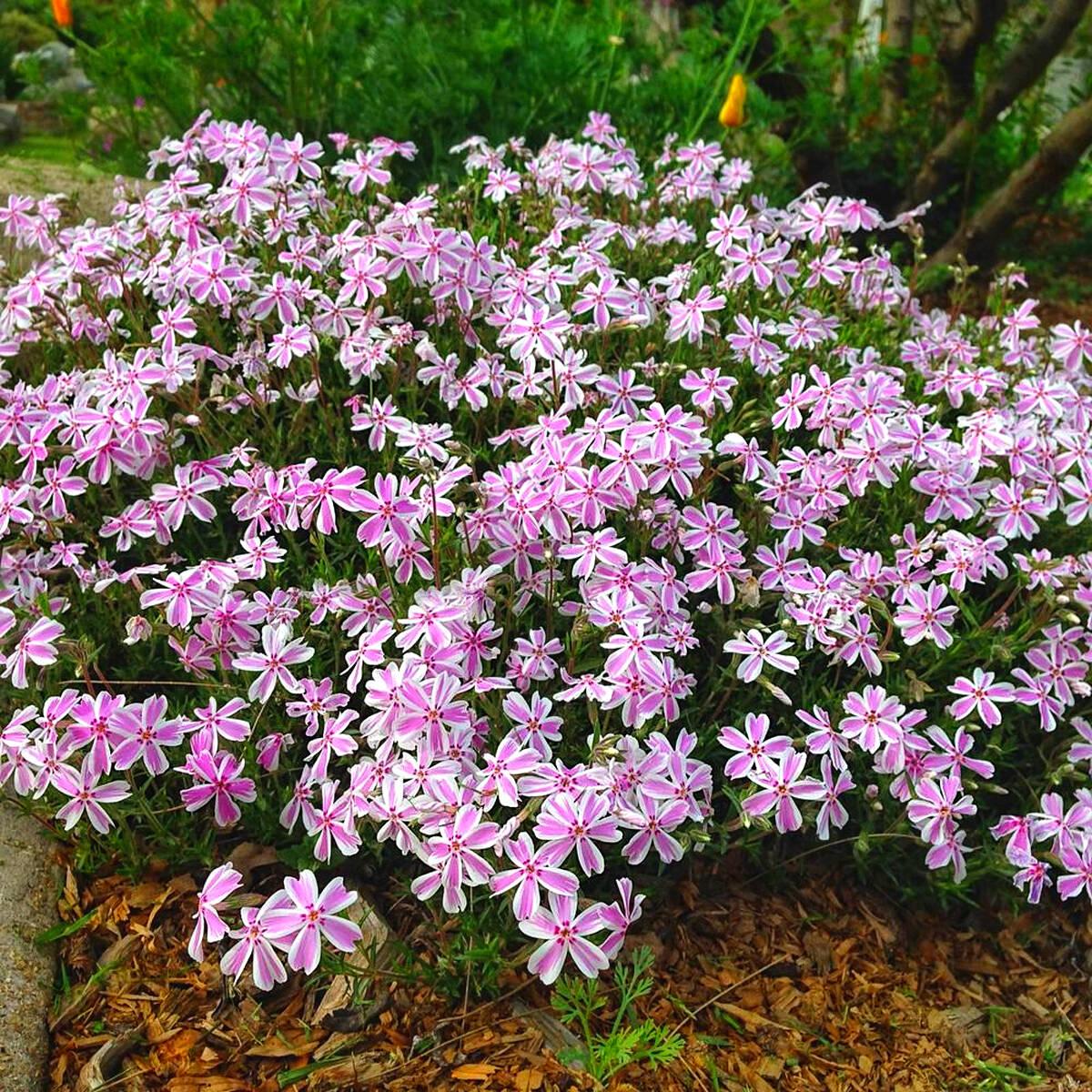 Саджанці Флокса шилоподібного строкатого Кенді Страйпс (Phlox subulata Candy Stripes) P9, фото 1