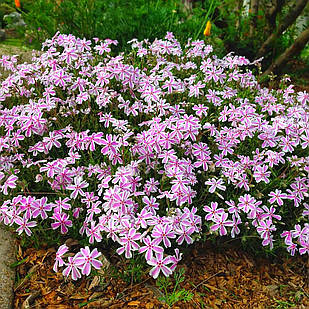Саджанці Флокса шилоподібного строкатого Кенді Страйпс (Phlox subulata Candy Stripes) P9