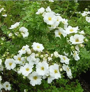 Перстач Сноуберд – білоквітковий, компактний, невибагливий Р9, фото 1