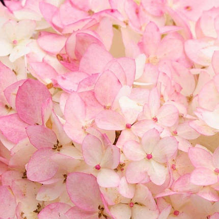 Гортензія Меджікал Андес / С3 / Hydrangea Magical Andes, фото 1