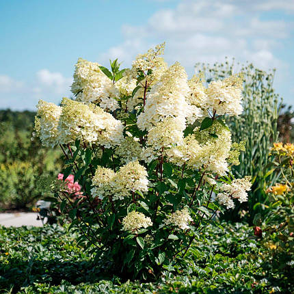 Гортензія Меджікал Андес / С3 / Hydrangea Magical Andes, фото 2
