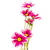 Космея фуксія, 90 см ELISEY, фото 2