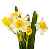 Букет нарцисів “Весняне пробудження”, білий, 56 см ELISEY, фото 2