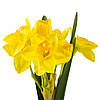 Букет нарцисів “Весняне пробудження”, жовтий, 56 см ELISEY, фото 2