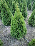 Туя західна ‘Smaragd’ (Thuja occidentalis ‘Smaragd’)  розмір 120-140 см з комом запакованим в мішковину, фото 4