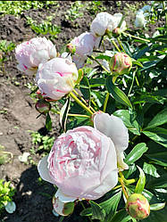 La Perle.  Crousse,1886, France