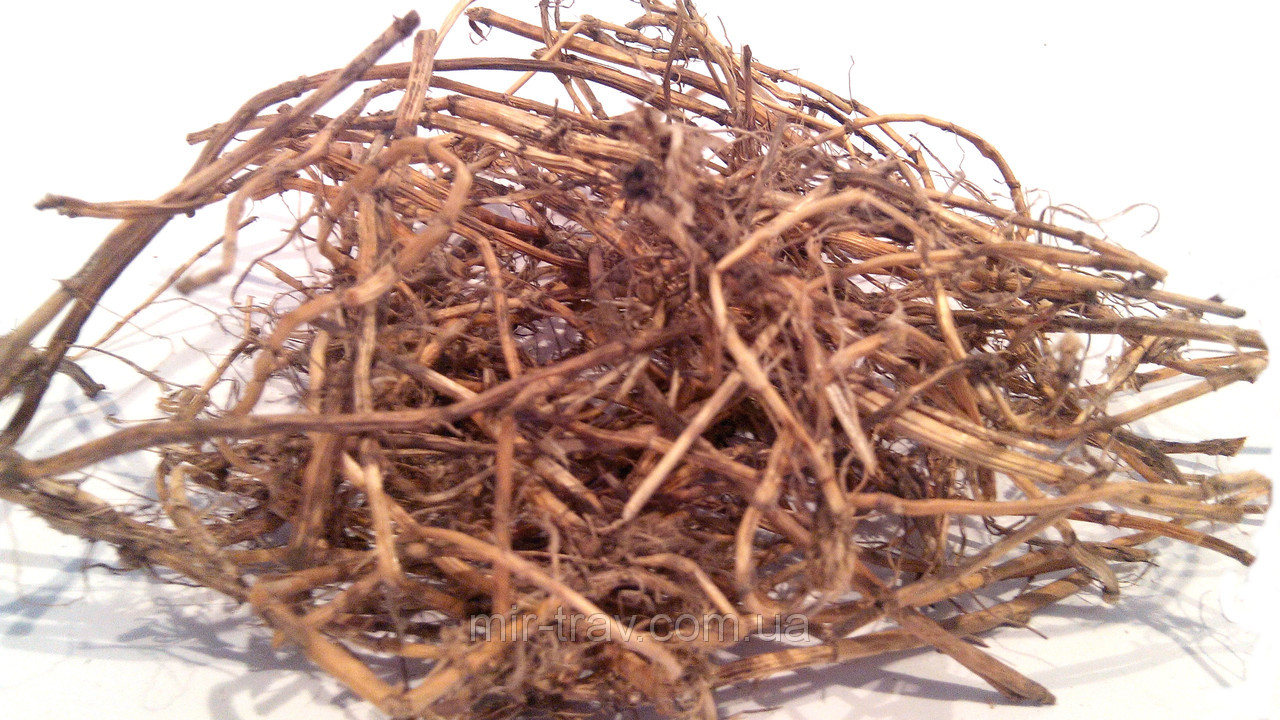 ползучие корневища. трава пырей корни. пырей корень. пырей ползучий корень. пырей ползучий.