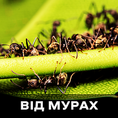 Засоби від мурах