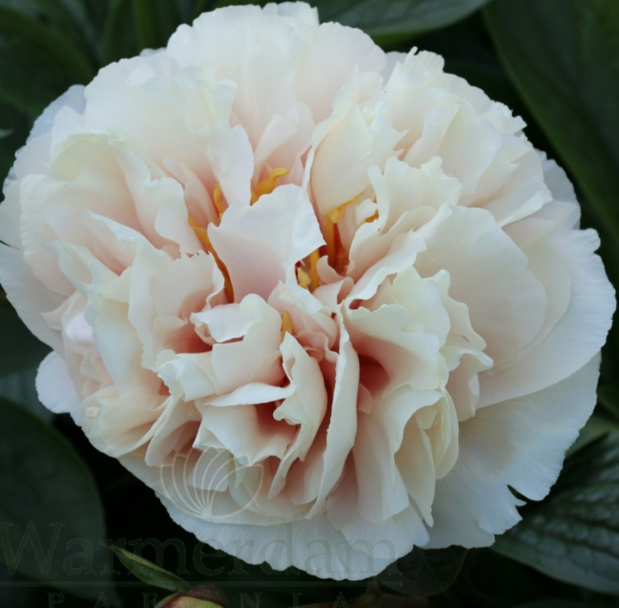 Antique Ivory.   Borglum ,2005,USA