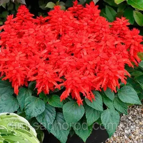 Сальвія, фото 1