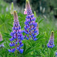 Люпин Синій