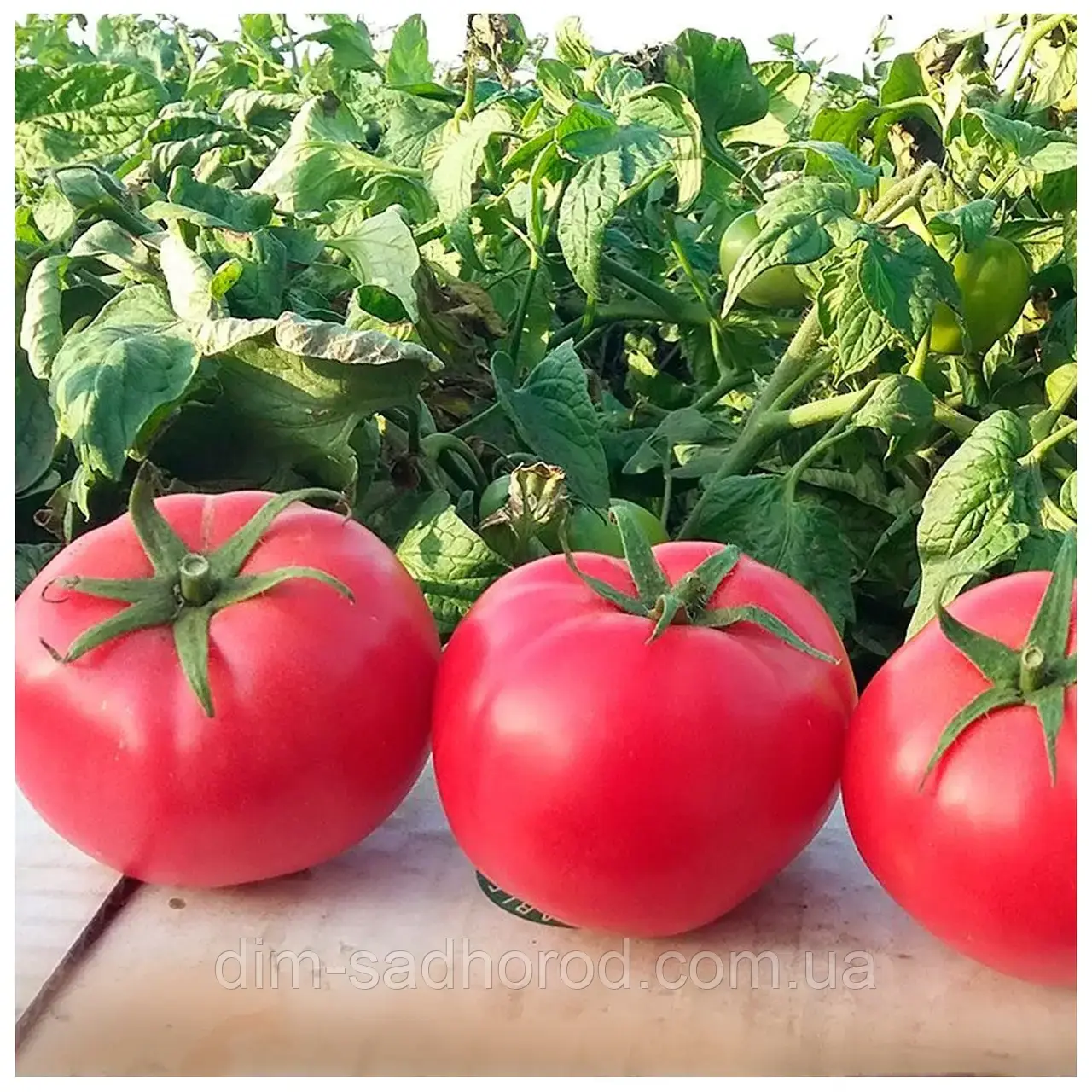 ТОМАТ ХАПІНЕТ F1 10 ШТ В ZIP, фото 1