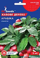 Кавове дерево Арабіка вічнозелена кімнатна рослина, пакування 5 шт