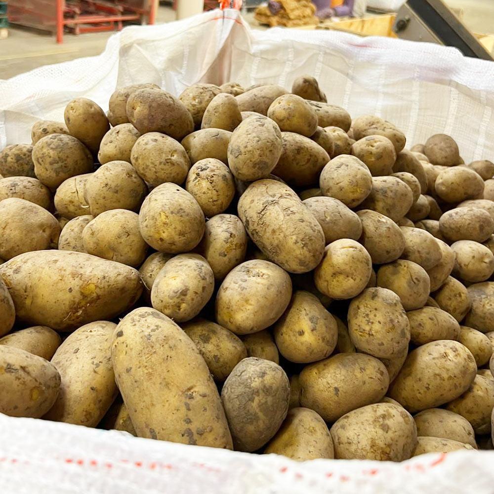 Насіннєва картопля Юлінка (Julinka), 2 репродукція