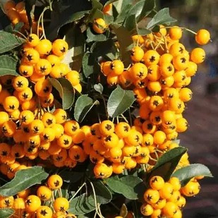 Піраканта Солейл Дор – декоративна, колюча, напіввічнозелена Р9, фото 1