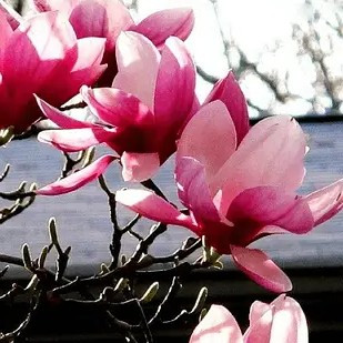 Магнолія Суланжа – листопадна, морозостійка, ароматна Р9, фото 1