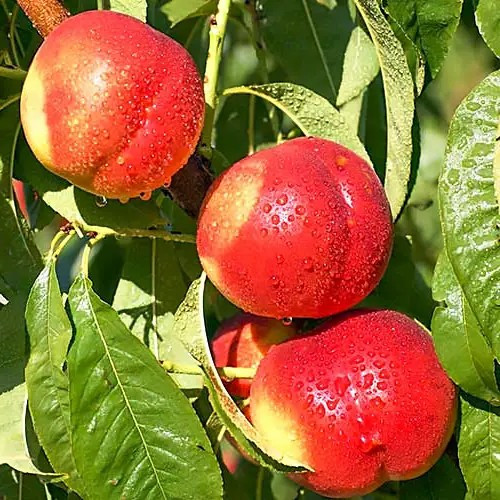 Нектарин Рубіновий-8 – компактний, високоврожайний, морозостійкий, фото 1