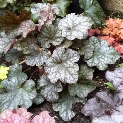 Гейхера Каскад Даун – ефектна, витривала, компактна Р9, фото 1