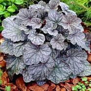 Гейхера Каскад Даун – ефектна, витривала, компактна Р9, фото 2