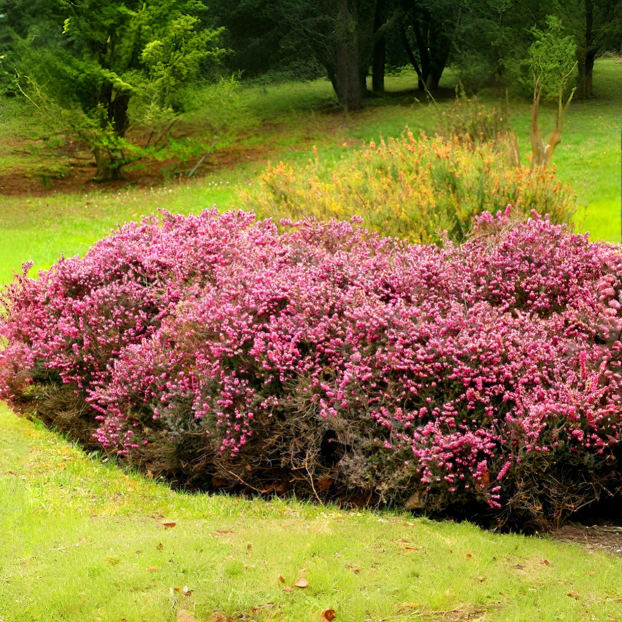 Саджанці Еріки Дарленської Крамерс Рот (Erica darleyensis Kramer's Rote) P9, фото 1