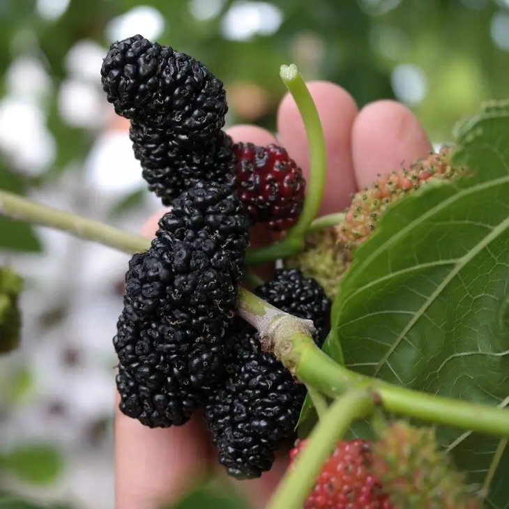 Шовковиця Чорна Королівська – декоративна, високоврожайна, морозостійка, фото 1