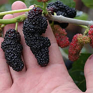 Шовковиця Чорна Королівська – декоративна, високоврожайна, морозостійка, фото 2