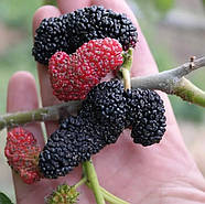 Шовковиця Чорна Королівська – декоративна, високоврожайна, морозостійка, фото 3