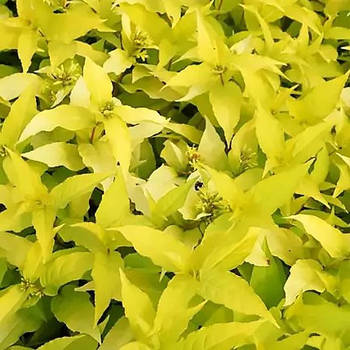 Дієрвіла струмкова Ханібі – компактна, ароматна, швидкоросла Р9