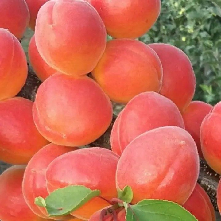 Абрикос Цунамі – великоплідний, ранній, морозостійкий, фото 1