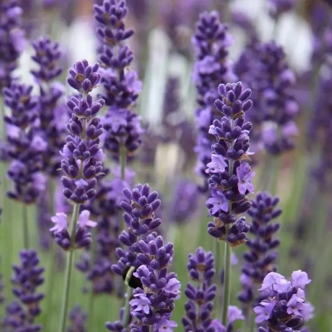 Лаванда англійська вузьколиста – ароматна, заспокійлива, невибаглива Р9, фото 1