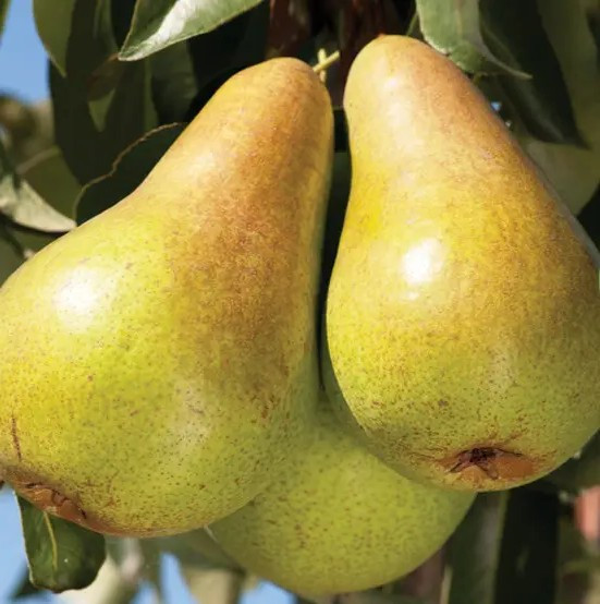Груша Конкорд – великоплідна, соковита, витривала, фото 1