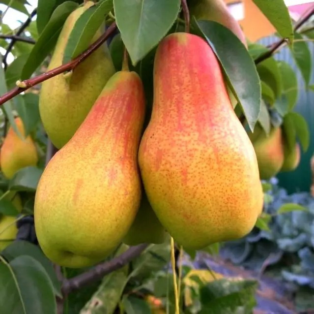 Груша Лісова Красуня – великоплідна, соковита, витривала, фото 1