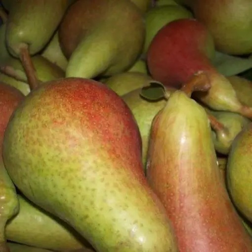 Груша Санта Марія – великоплідна, соковита, витривала, фото 1