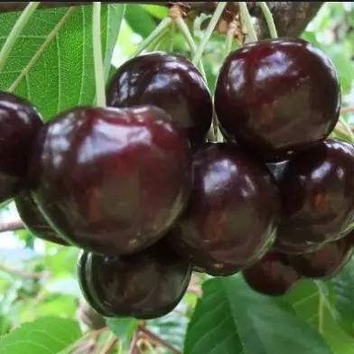 Черешня Роял Хелен - пізня, крупноплідна, самоплідна, фото 1