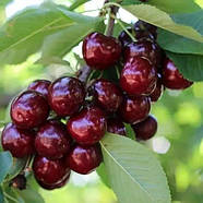 Черешня Роял Хелен - пізня, крупноплідна, самоплідна, фото 2