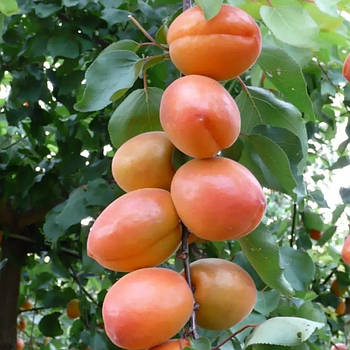 Абрикос Вандер Кот - ранній, зимостійкий, високоврожайний