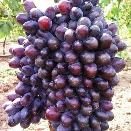Виноград Кишмиш Юпітер - ароматний, великоплідний, десертний, фото 1