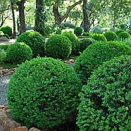 Самшит вічнозелений – класичний, формований, довговічний  Р9, фото 2