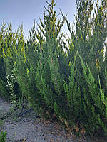 Ялівець китайський Спартан (Juniperus chinensis Spartan) ком .висота 100см