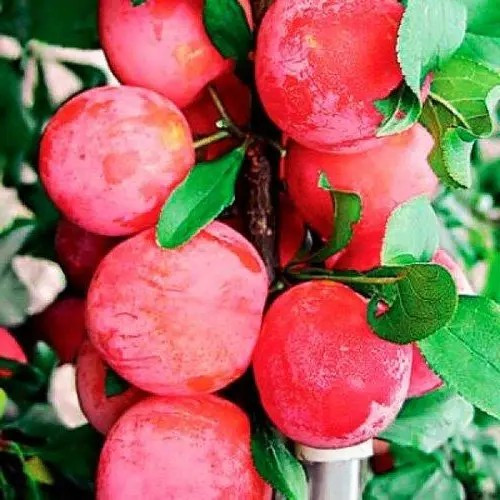 Слива колоновидна Імперіал – компактна, витривала, плодюча, фото 1