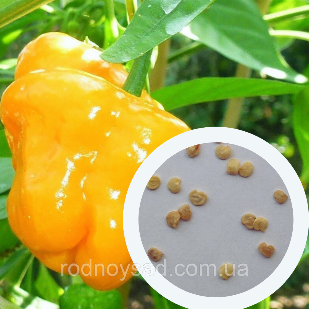 Перець Хабанеро жовтий насіння 0,25 гр. (прибл 50 шт) (Habanero yellow) гострий до 350.000 SHU