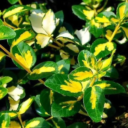 Бересклет Форчуна Санспот – яскравий, вічнозелений, ґрунтопокривний Р9, фото 1