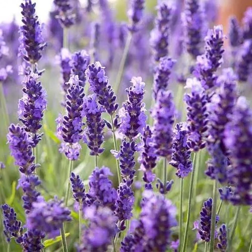 Лаванда вузьколиста Платинум Ніко – морозостійка, посухостійка, ароматна Р9, фото 1